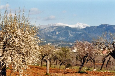 Frühling auf Mallorca Anfang Februar; unten Mandelblüte, auf den hohen Bergen Schnee